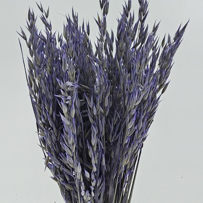 Lila Avena Oats dried flowers | Length ± 70 centimetres | Weight 150 grams