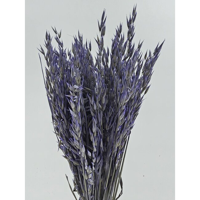 Lila Avena Hafer Trockenblumen | Länge ± 70 Zentimeter | Gewicht 150 Gramm