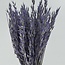 Lila Avena Oats dried flowers | Length ± 70 centimetres | Weight 150 grams