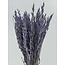Lila Avena Oats dried flowers | Length ± 70 centimetres | Weight 150 grams