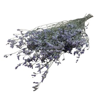 Dutch Dried Blaue Limonium Diamond Trockenblumen | Länge ± 70 Zentimeter | Gewicht ± 100 Gramm