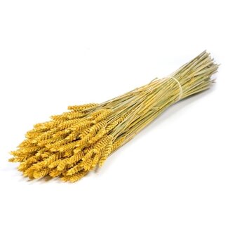 Dutch Dried Triticum jaune - Blé fleurs séchées | Longueur ± 70 centimètres | Poids ± 175 grammes