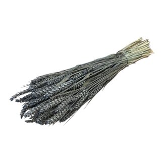 Dutch Dried Grey Misty Triticum - Blé séché | Longueur ± 70 centimètres | Poids ± 175 grammes