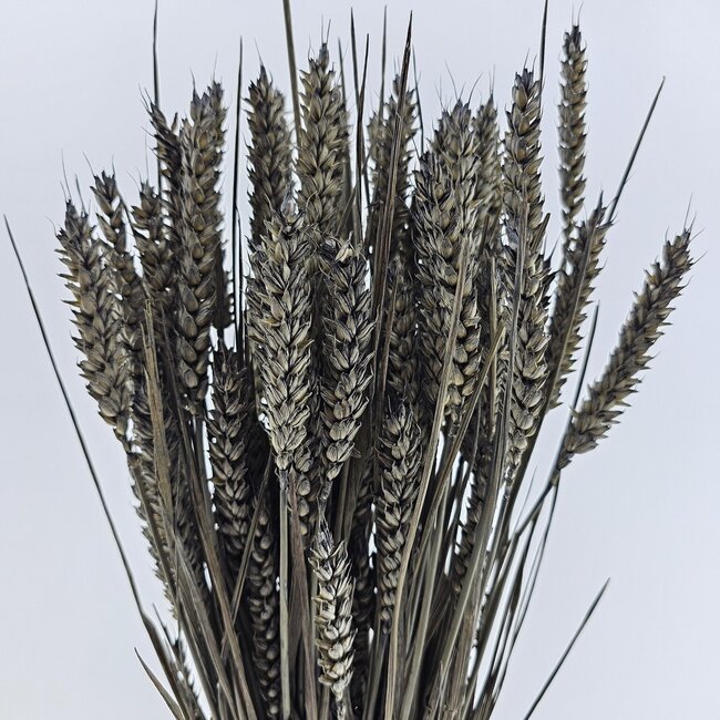 Grey Misty Triticum - Weizen Trockenblumen | Länge ± 70 Zentimeter | Gewicht ± 175 Gramm