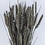 Grey Misty Triticum - Tarwe droogbloemen | Lengte ± 70 centimeter | Gewicht ± 175 gram