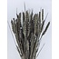 Grey Misty Triticum - Weizen Trockenblumen | Länge ± 70 Zentimeter | Gewicht ± 175 Gramm