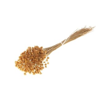 Dutch Dried Naturelle Hill Flowers droogbloemen | Lengte ± 45 centimeter | Gewicht ± 100 gram