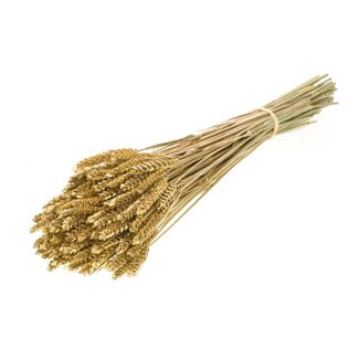 Dutch Dried Golden Triticum - Wheat dried flowers | Length ± 70 centimetres | Weight ± 175 grams