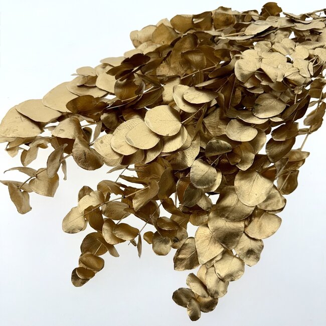 Gold-coloured Eucalyptus Espiral Cinerea dried flowers | Length ± 55 centimetres | Weight ± 150 grams