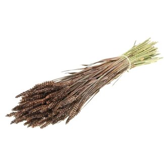 Dutch Dried Bruine Triticum - Tarwe droogbloemen | Lengte ± 70 centimeter | Gewicht ± 175 gram