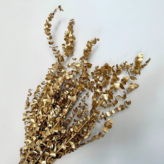 Gold-coloured Eucalyptus Baby Blue dried flowers | Length ± 55 centimetres | Weight ± 150 grams