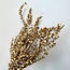 Gold-coloured Eucalyptus Baby Blue dried flowers | Length ± 55 centimetres | Weight ± 150 grams