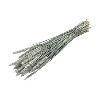 Dutch Dried Soft White Triticum - Tarwe droogbloemen | Lengte ± 70 centimeter | Gewicht ± 175 gram
