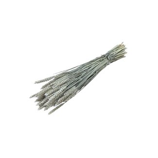 Dutch Dried Soft White Triticum - Wheat dried flowers | Length ± 70 centimetres | Weight ± 175 grams