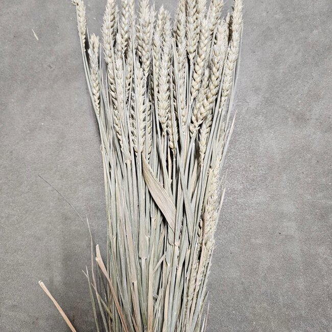 Soft White Triticum - Weizentrockenblumen | Länge ± 70 Zentimeter | Gewicht ± 175 Gramm