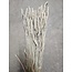 Soft White Triticum - Weizentrockenblumen | Länge ± 70 Zentimeter | Gewicht ± 175 Gramm