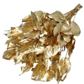 Casa Alegria Goudkleurig Salal blad droogbloemen | Lengte ± 50 centimeter | Gewicht ± 100 gram