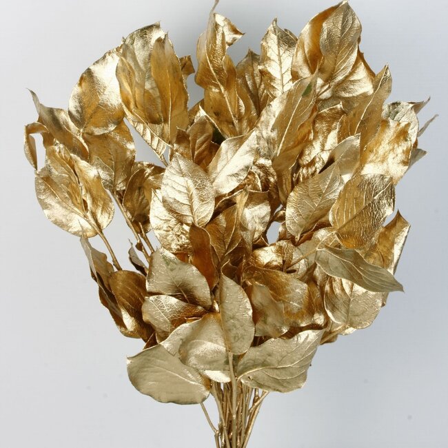 Goudkleurig Salal blad droogbloemen | Lengte ± 50 centimeter | Gewicht ± 100 gram