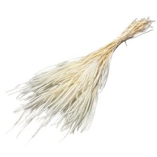 Casa Alegria Witte gebleekte Ouro droogbloemen | Lengte ± 60 centimeter | Gewicht ± 50 gram