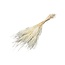 Witte gebleekte Ouro droogbloemen | Lengte ± 60 centimeter | Gewicht ± 50 gram