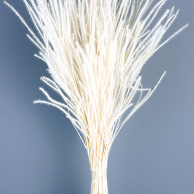 Witte gebleekte Ouro droogbloemen | Lengte ± 60 centimeter | Gewicht ± 50 gram