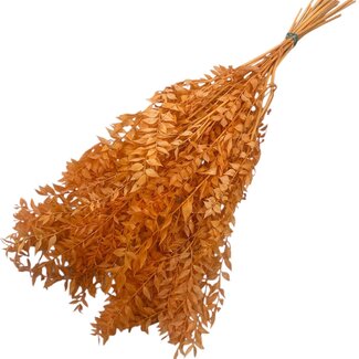 Dutch Dried Oranje Ruscus droogbloemen | Lengte ± 65 centimeter | Gewicht ± 100 gram