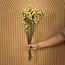 Gele Statice Sinuata droogbloemen | Lengte ± 70 centimeter | Gewicht ± 75 gram