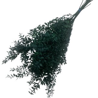 Casa Alegria Green preserved Ruscus dried flowers | Length ± 65 centimetres | Weight ± 100 grams