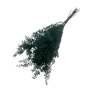 Casa Alegria Grüne konservierte Ruscus Trockenblumen | Länge ± 65 Zentimeter | Gewicht ± 100 Gramm