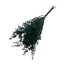Green preserved Ruscus dried flowers | Length ± 65 centimetres | Weight ± 100 grams
