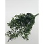 Ruscus préservé vert fleurs séchées | Longueur ± 65 centimètres | Poids ± 100 grammes