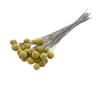 Casa Alegria Naturel gele Craspedia droogbloemen | Lengte ± 50 centimeter | Per 40 takken