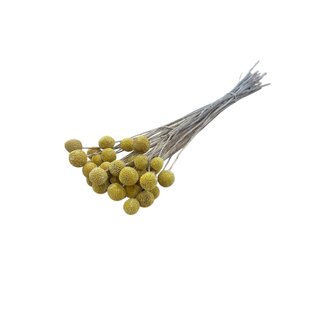 Casa Alegria Natürliche gelbe Craspedia Trockenblumen | Länge ± 50 Zentimeter | Pro 40 Stiele
