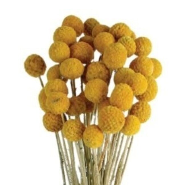 Natürliche gelbe Craspedia Trockenblumen | Länge ± 50 Zentimeter | Pro 40 Stiele