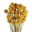 Naturel gele Craspedia droogbloemen | Lengte ± 50 centimeter | Per 40 takken