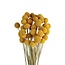 Naturel gele Craspedia droogbloemen | Lengte ± 50 centimeter | Per 40 takken
