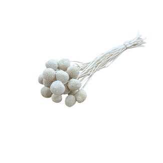 Casa Alegria Witte gebleekte Craspedia droogbloemen | Lengte ± 50 centimeter | Per 20 takken