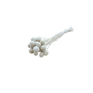 Casa Alegria Witte gebleekte Craspedia droogbloemen | Lengte ± 50 centimeter | Per 20 takken
