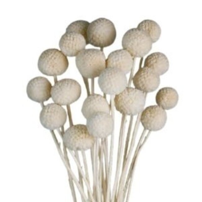 Witte gebleekte Craspedia droogbloemen | Lengte ± 50 centimeter | Per 20 takken