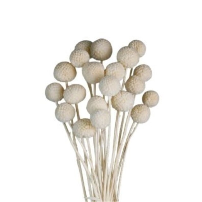 Witte gebleekte Craspedia droogbloemen | Lengte ± 50 centimeter | Per 20 takken
