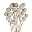 White bleached Craspedia dried flowers | Length ± 50 centimetres | Per 20 stems