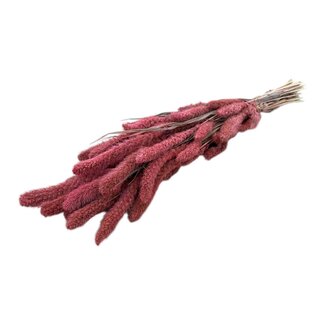 Dutch Dried Roze Setarea droogbloemen | Lengte ± 70 centimeter | Gewicht ± 150 gram