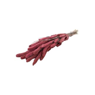 Dutch Dried Pink Setarea dried flowers | Length ± 70 centimetres | Weight ± 150 grams