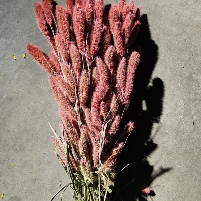 Setarea rose fleurs séchées | Longueur ± 70 centimètres | Poids ± 150 grammes