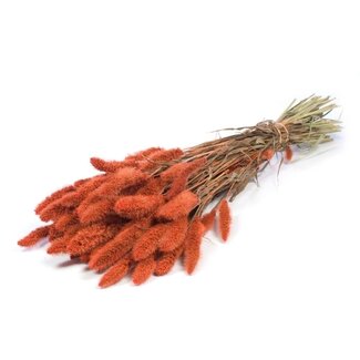 Dutch Dried Intense Orange Setarea dried flowers | Length ± 70 centimetres | Weight ± 150 grams