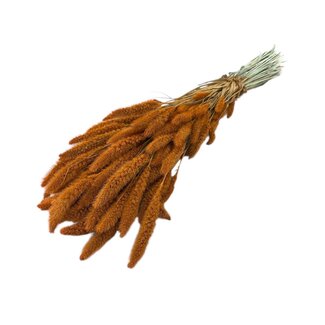 Dutch Dried Oranje Setarea Trockenblumen | Länge ± 70 Zentimeter | Gewicht ± 150 Gramm