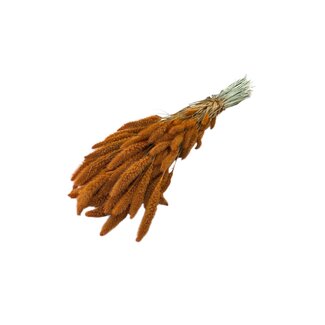 Dutch Dried Oranje Setarea droogbloemen | Lengte ± 70 centimeter | Gewicht ± 150 gram