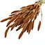 Oranje Setarea droogbloemen | Lengte ± 70 centimeter | Gewicht ± 150 gram