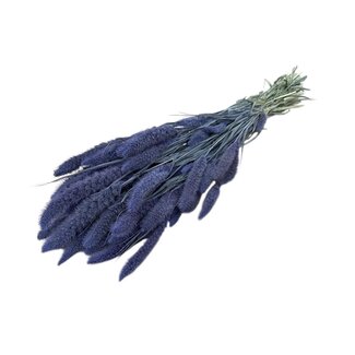 Dutch Dried Frosted Milka Setarea dried flowers | Length ± 70 centimetres | Weight ± 150 grams