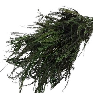 Casa Alegria Groen gebleekte en gepreserveerde Helecho | Lengte ± 60 centimeter | Gewicht ± 100 gram